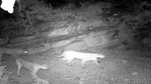 47K views · 868 reactions | Whoa - not just one mountain lion on a trail camera, but three of them! A female lion and her yearlings moved through a wash near the Rattlesnake Trail in lower Sabino Canyon on Aug.19. (Source: Arizona Game and Fish Department) | KOLD News 13 | Facebook
