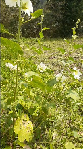 FayiqSəftərov on TikTok