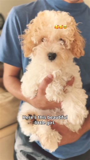 Breeding Cavapoochon, Bernedoodle & Irish Doodles on Instagram: "She could be yours! 😱❤️ Puppy School is going GREAT and she’s an absolute doll! She is estimated to reach 13-18 lbs full grown, new allergy friendly, and is an expert kid-lover. :) Are you looking for an affectionate little pup? She could be yours?!? #cavapoochonpuppy #cavapoochon #cavapoopuppy #cavapoochonpuppies #minidoodle #bestfriend #bestpup"