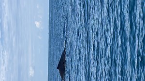 Whale watching in the Grand Turks💜🌴 | Lori Gates-Addison