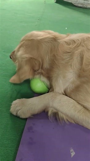 don't disturb play mood🏈🐶