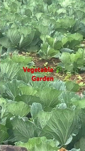 Our Vegetable Farm Amazing 🤩|#shortvideo #shorts #viral #trending #viralvideo