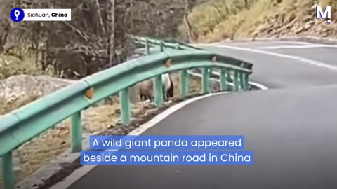 Wild giant panda strolls across mountain road in China