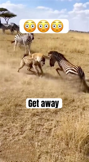 Zebra Fights Off Hyena to Save Its Own#shorts