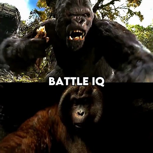 Gorilla Vs Orangutan