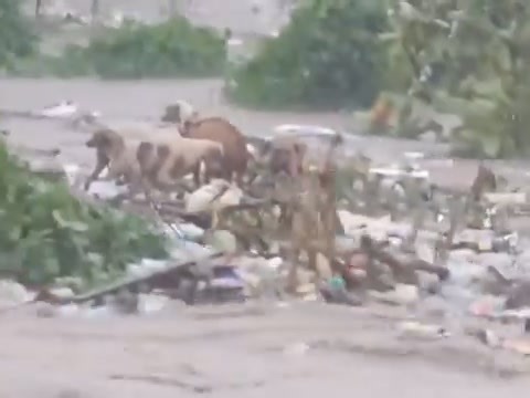 dogs stranded on floating garbage today during Hurricane Beryl in JAMAICA: | Hunters Search and Rescue Team