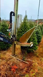 AUTOMATED CHRISTMAS FIR TREE HARVESTING MACHINE IN ACTION