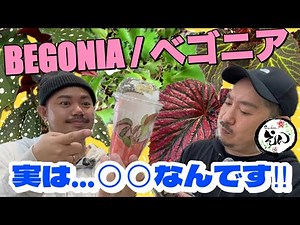 [BEGONIA] How to acclimate, care for, and repot begonias without fear - Garden En