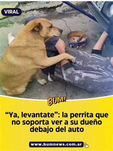 Mascota molestando a su dueño que arregla el auto: '¡Levántate!' 🐶🔧