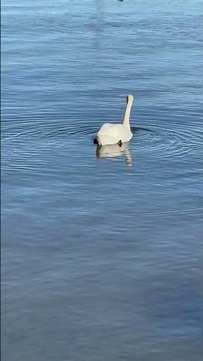 Finnish Nature Moment 🌊 | Suomalainen luontohetki