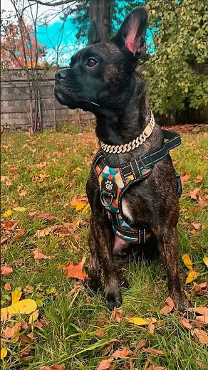 Unstoppable Pup Alert: Drip, Tricks & Zoomies! 🐶✨