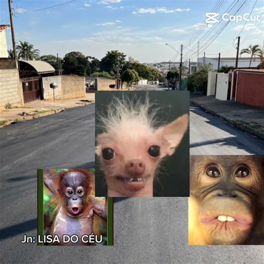 #goldenretriever #cat