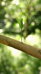 7.4K views · 1K reactions | A great way to graft fruit trees #fruittreemanagement #plantingtips | Senra Rao | Facebook