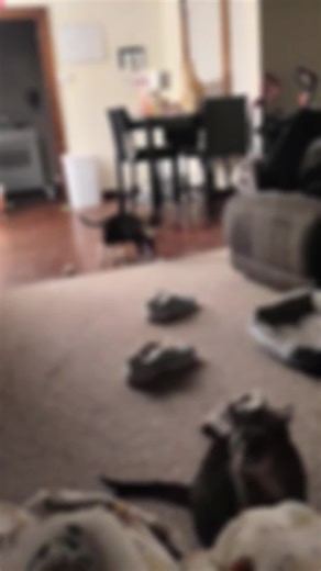 Barnaby has found a love for fetch! And Wormie is perfect for it! Barnaby's little hop is the best#fyp #catsoftiktok #Barnaby #fun #cattok