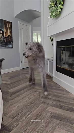 90K views · 3.6K reactions | Irish wolfhounds are really big  Follow @irishwolfhound_of_ig  jandiara.ilciuc on TikTok | I Love Scottish Deerhound | Facebook