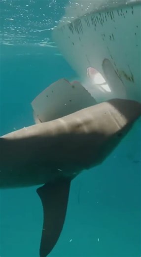 Bull Shark vs Capsized Speedboat: Underwater Showdown