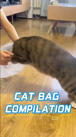 The Ultimate "Cats vs Bags" Compilation #catcompilation