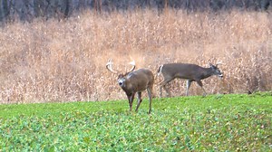 48K views · 357 reactions | Food Plot Week is back!! We are dedicating a week from Aug. 4-12 to all things food plots! We'll bring you videos, pics, tips and techniques to get geared up for the fast approaching hunting season. Please get involved and share your own videos and pics of your food plot projects by using #foodplotweek in your posts. It’s time to get to work! | Whitetail Properties | Facebook