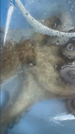 マダコ（地ダコ）とミズダコの見分け方と違いを徹底解説｜味・見た目・釣り方まで完全ガイド