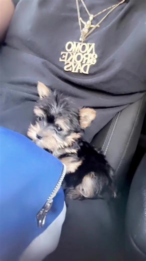 Hilarious Funny Video Compilation You Can't Miss