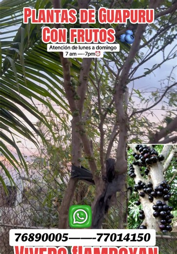 Plantas de guapuru o también conocido como jabuticaba un delicioso fruto y ya están con frutos #guapuru#jabuticaba #sczbolivia🇳🇬🇧🇴 #viveroflamboyan #envio