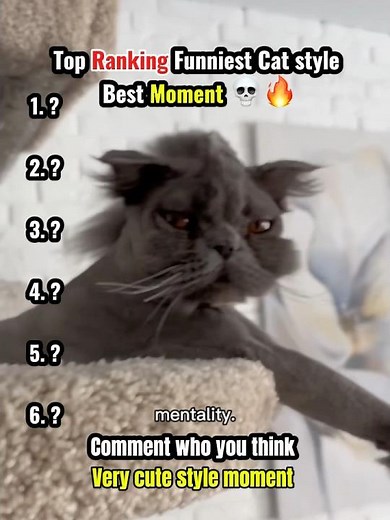 Top Funniest Cat Hairstyles Ranked! | Cutest and Craziest Cat Looks!