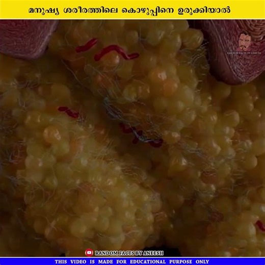 മനുഷ്യ ശരീരത്തിലെ കൊഴുപ്പിനെ ഉരുക്കിയാൽ #shorts