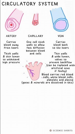 CIRCULATORY SYSTEM - Biology Science Revision #gcse #exams #aqa #ocr #edexcel