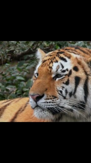 SIBERIAN TIGER Mating Call