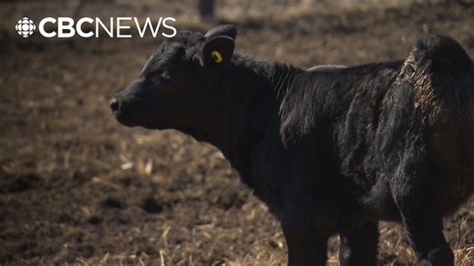 New drug discovered at USask could change cattle breeding worldwide