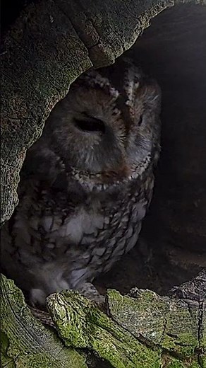 Tawny owls incubate as soon as they lay, but in the early days they do take long breaks🦉🥚