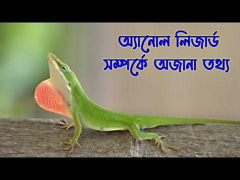 Unknown Facts About Anole Lizard | Facts About Anole Lizard