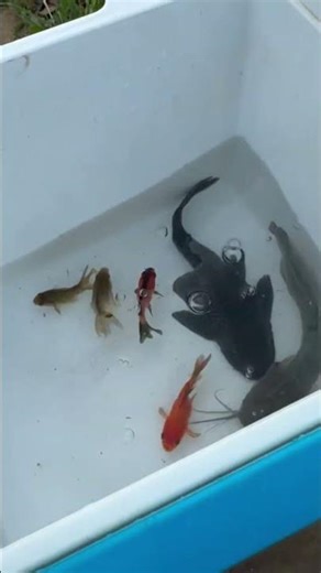 looking for colorful ornamental fish#ornamentalfish #funny #glofish #koifish #fishing #fishingvideo