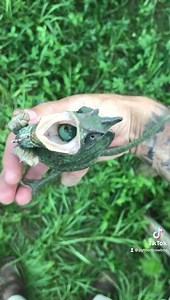 8.9K views · 51 reactions | Another invasive species we have here in...