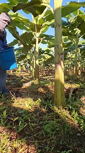 96K views · 1.4K reactions | Done apply abono/fertilizer. Ammonium sulfate, ammonium phosphate ug potash (mix) #fertilizer #highlights2025 #FacebookPage | Dencio | Facebook