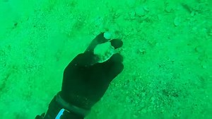 96K views · 593 shares | Did you know these could swim? 樂 | D ALL MY D | Facebook