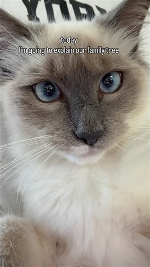 We trusted Skye with explaining the family tree… big mistake 🙄 #ragdolls #catshorts