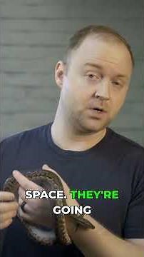 Small Snake, HUGE Personality—The Spotted Python #reptiles #snakeguide