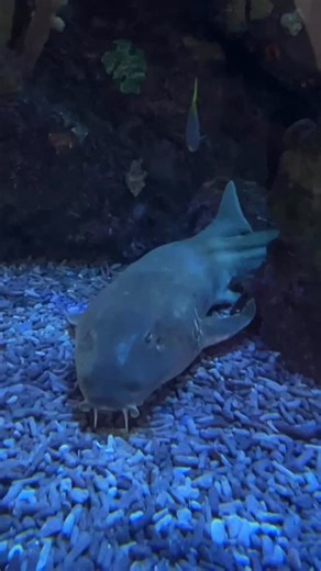 Our resident ✨ layarounder ✨ Harriette is one of the Brown Banded Bamboo Sharks in the RCH aquarium. Also called ‘cat sharks’ because of their adorable whisker-like feelers, these gentle cuties grow up to 1.2 metres long and are often found resting on the shady sea floor of coral reefs and lagoons. They’re cheerful tenants of the aquarium because they adapt well and help children learn that not all sharks are dangerous | The Royal Children's Hospital, Melbourne