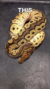 Clowns, Lace and Value #shorts #snakes #ballpython #ballpythons #ballpythonsofinstagram #snakebreeder #ballpythonbreeder #fyp #fypシ | Rodents & Royals