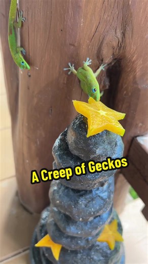 Enjoying Playful Geckos on My Lanai