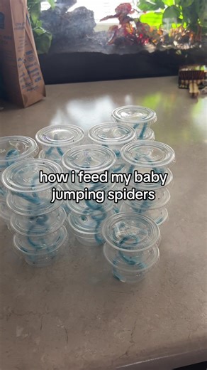How I Feed My Baby Jumping Spiders: Care Tips
