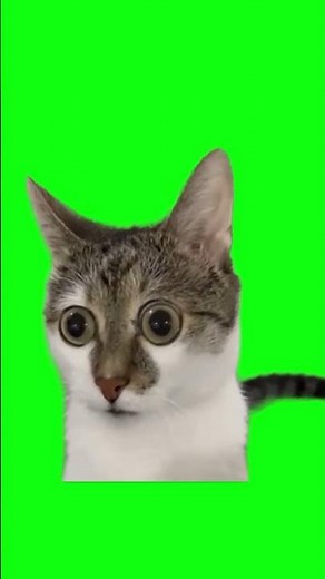 Shocked Cat Meme 😲🐱 Green Screen | Free Download | No Copyright | #DunggPhoenix_Effect 💚