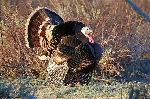 ‘Assume every turkey is a human’: Utah DNR provides safety tips for turkey hunting season