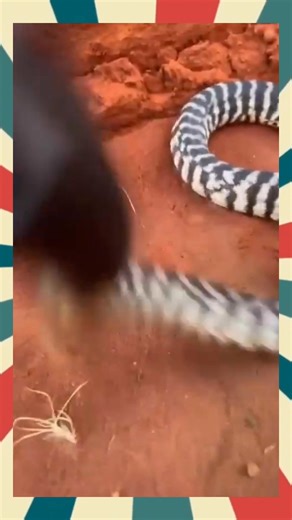 129K views · 3.5K reactions | Blackhead python | T.T.P-Animals | Facebook