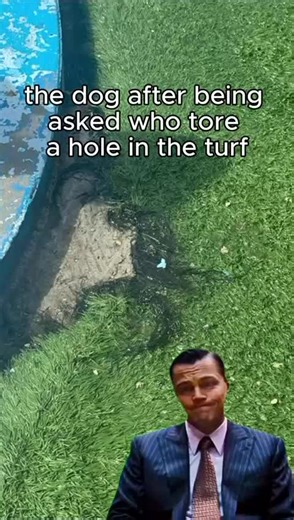 Expert Turf Repair After Doggy Mishaps