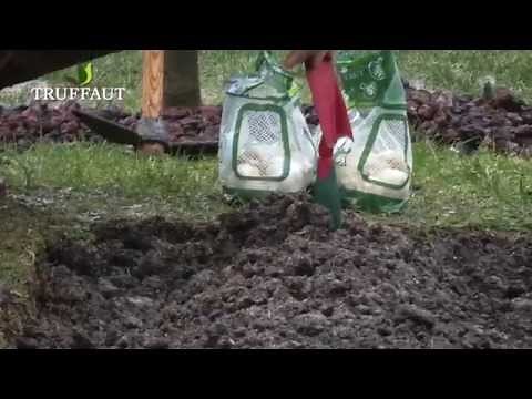 Comment planter de l'ail dans son potager ? - Truffaut