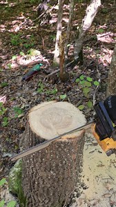 Chair Made Straight from a Tree | Furniture Fashion