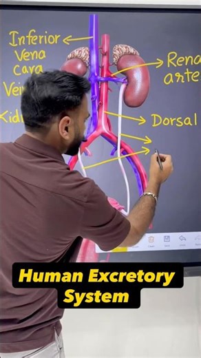 Human Excretory System - Labelling | Biology Diagrams #class10th #scienceshorts