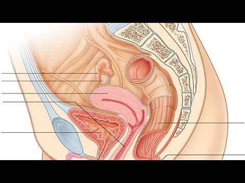 Périnée au top : conseil et exercices pour hommes et femmes pour entretenir et renforcer son périnée